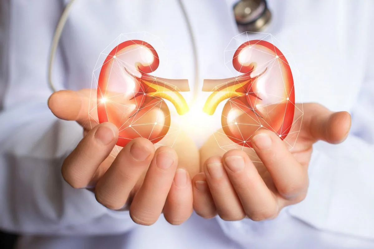 Healthy kidneys held in cupped hands
